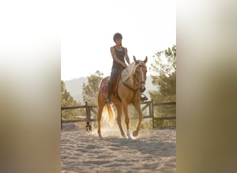 Lusitano Mix, Merrie, 5 Jaar, 163 cm, Palomino