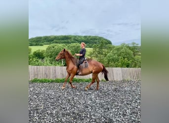 Lusitano Mix, Merrie, 5 Jaar, 164 cm, Roodvos