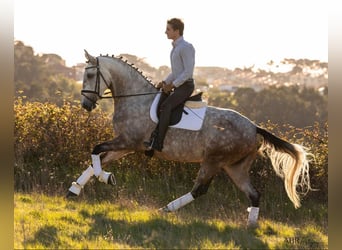 Lusitano, Merrie, 5 Jaar, 166 cm, Schimmel