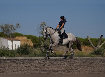 Lusitano, Merrie, 5 Jaar, 166 cm, Zwartschimmel