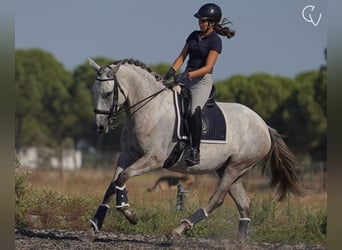 Lusitano, Merrie, 5 Jaar, 166 cm, Zwartschimmel