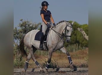 Lusitano, Merrie, 5 Jaar, 166 cm, Zwartschimmel