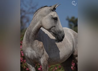 Lusitano, Merrie, 5 Jaar, 166 cm, Zwartschimmel