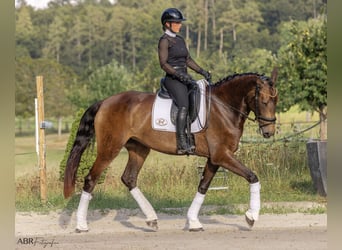 Lusitano, Merrie, 5 Jaar, 170 cm, Buckskin