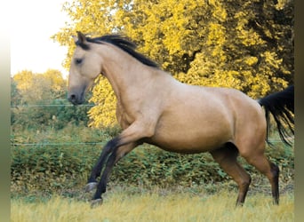 Lusitano, Merrie, 6 Jaar, 148 cm, Buckskin