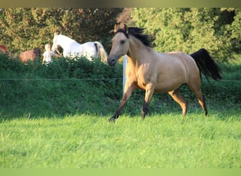 Lusitano, Merrie, 6 Jaar, 148 cm, Buckskin