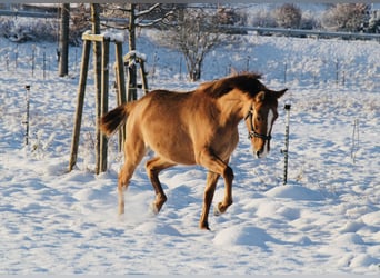 Lusitano, Merrie, 6 Jaar, 152 cm, Red Dun