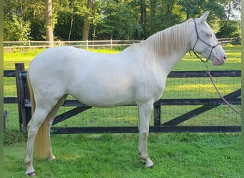 Lusitano, Merrie, 6 Jaar, 153 cm, Perlino