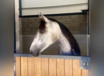 Lusitano, Merrie, 6 Jaar, 158 cm, Rood schimmel