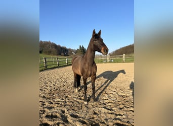 Lusitano Mix, Merrie, 6 Jaar, 160 cm, Donkerbruin