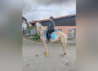 Lusitano, Merrie, 6 Jaar, 160 cm, Palomino