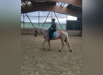 Lusitano, Merrie, 6 Jaar, 160 cm, Palomino