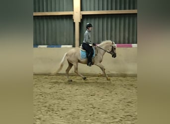 Lusitano, Merrie, 6 Jaar, 160 cm, Palomino