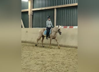 Lusitano, Merrie, 6 Jaar, 160 cm, Palomino