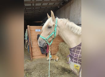 Lusitano, Merrie, 6 Jaar, 160 cm, Palomino