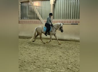 Lusitano, Merrie, 6 Jaar, 160 cm, Palomino