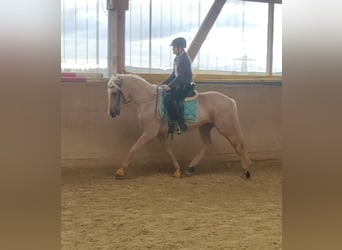 Lusitano, Merrie, 6 Jaar, 160 cm, Palomino