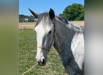 Lusitano, Merrie, 6 Jaar, 162 cm, Appelschimmel