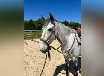 Lusitano, Merrie, 6 Jaar, 162 cm, Appelschimmel