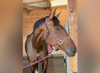 Lusitano, Merrie, 6 Jaar, 165 cm, Bruin
