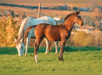 Lusitano, Merrie, 6 Jaar, 165 cm, Bruin