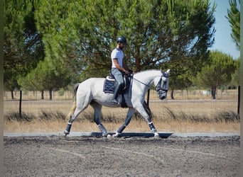 Lusitano, Merrie, 6 Jaar, 167 cm, Vliegenschimmel