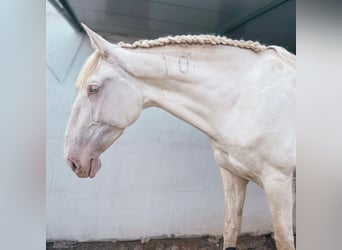 Lusitano, Merrie, 6 Jaar, 168 cm, Cremello