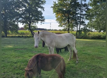 Lusitano, Merrie, 7 Jaar, 150 cm, Perlino