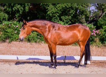 Lusitano, Merrie, 7 Jaar, 152 cm, Bruin