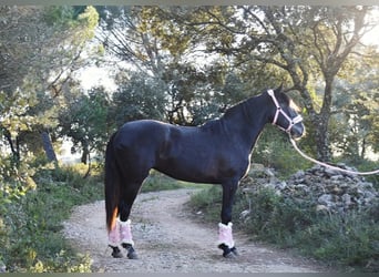 Lusitano, Merrie, 7 Jaar, 157 cm, Schimmel