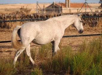 Lusitano, Merrie, 7 Jaar, 161 cm, Schimmel