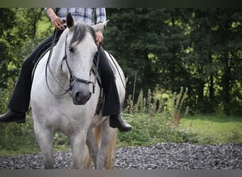 Lusitano, Merrie, 7 Jaar, 163 cm, Schimmel