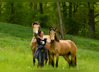 Lusitano, Merrie, 7 Jaar, 165 cm, Falbe