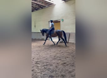 Lusitano, Merrie, 7 Jaar, 169 cm, Bruin