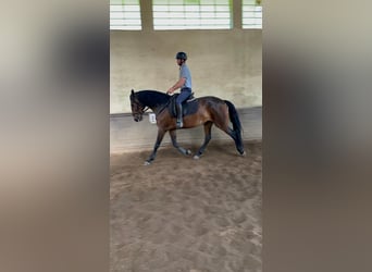 Lusitano, Merrie, 7 Jaar, 169 cm, Bruin