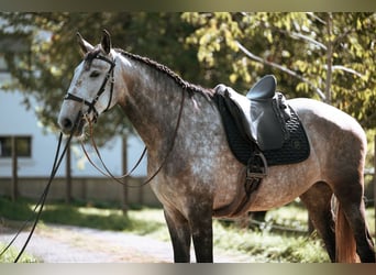 Lusitano, Merrie, 7 Jaar, 170 cm, Schimmel