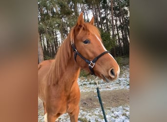 Lusitano Mix, Merrie, 7 Jaar