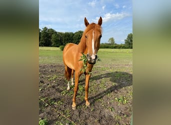 Lusitano Mix, Merrie, 7 Jaar