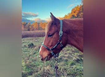 Lusitano Mix, Merrie, 7 Jaar