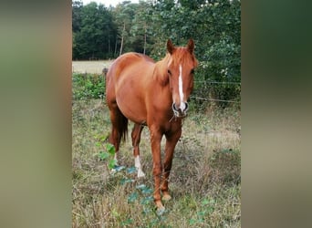 Lusitano Mix, Merrie, 7 Jaar