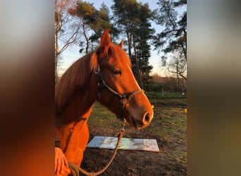 Lusitano Mix, Merrie, 7 Jaar