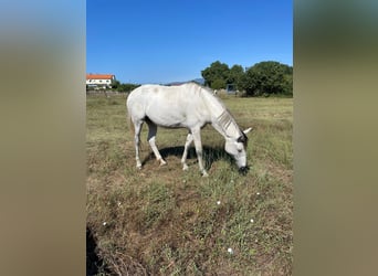 Lusitano, Merrie, 7 Jaar, Schimmel