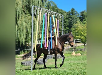 Lusitano, Merrie, 8 Jaar, 152 cm, Bruin