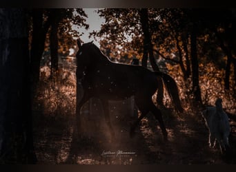 Lusitano, Merrie, 8 Jaar, 157 cm, Donkerbruin