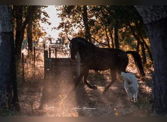 Lusitano, Merrie, 8 Jaar, 157 cm, Donkerbruin