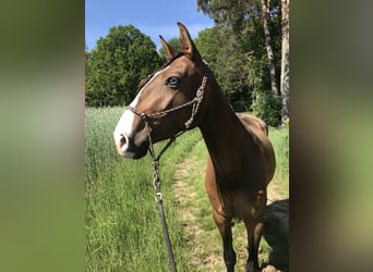 Lusitano, Merrie, 8 Jaar, 162 cm, Bruin
