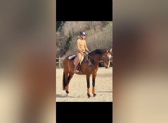 Lusitano, Merrie, 8 Jaar, 164 cm, Bruin
