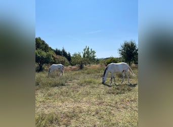 Lusitano, Merrie, 8 Jaar, Wit
