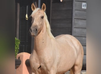 Lusitano, Merrie, 9 Jaar, 151 cm, Palomino