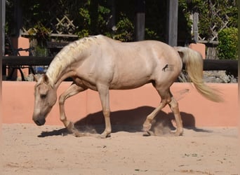 Lusitano, Merrie, 9 Jaar, 151 cm, Palomino